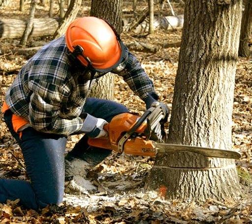 Tree Removal in Thackerville, OK